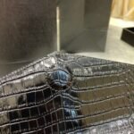 SAINT LAURENT Uptown  POUCH IN CROCODILE-EMBOSSED SHINY LEATHER BLACK-Silver hardware - Bag - Image 6